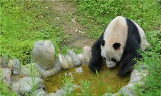 熊猫寿命如何计算 熊猫的寿命