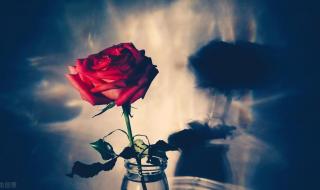 张爱玲朱砂痣那段话